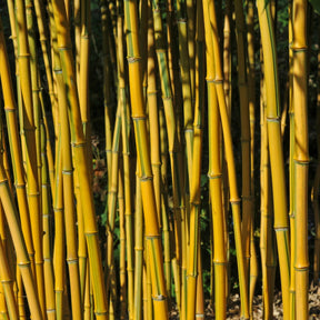 Gartenbambus - Phyllostachys aureosulcata spectabilis - Willemse