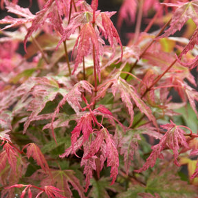 Fächerahorn Phoenix - Acer palmatum phoenix - Willemse