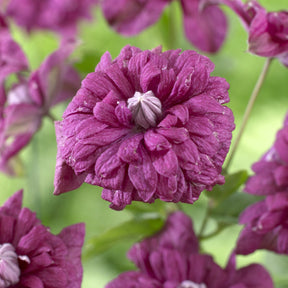 Clematis - Waldrebe Purpurea plena elegans - Clematis viticella Purpurea Plena Elegans