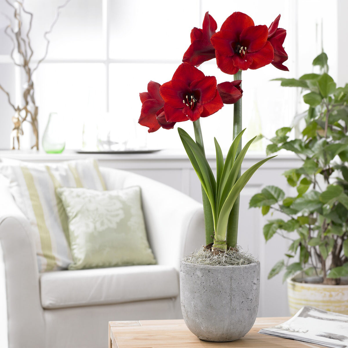 Amaryllis red lion - Amaryllis - Amaryllis-Zwiebeln