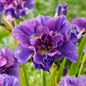 Sibirische Schwertlilie Concord Crush - Willemse