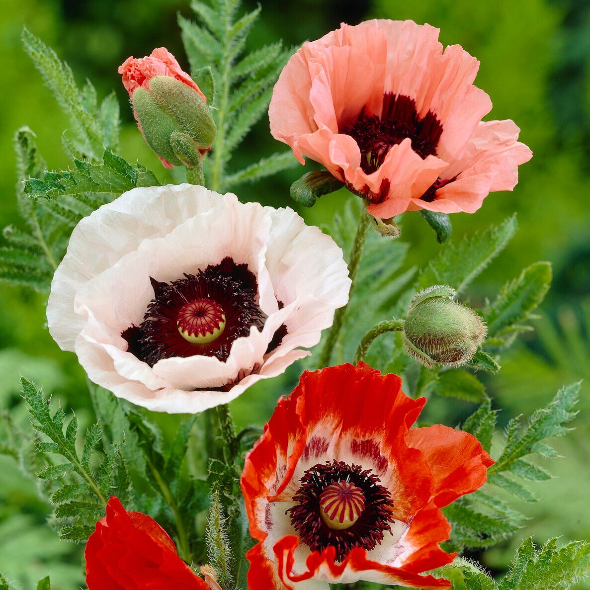 Papaver orientale - Mohnblumen Mischung (x3) - Stauden
