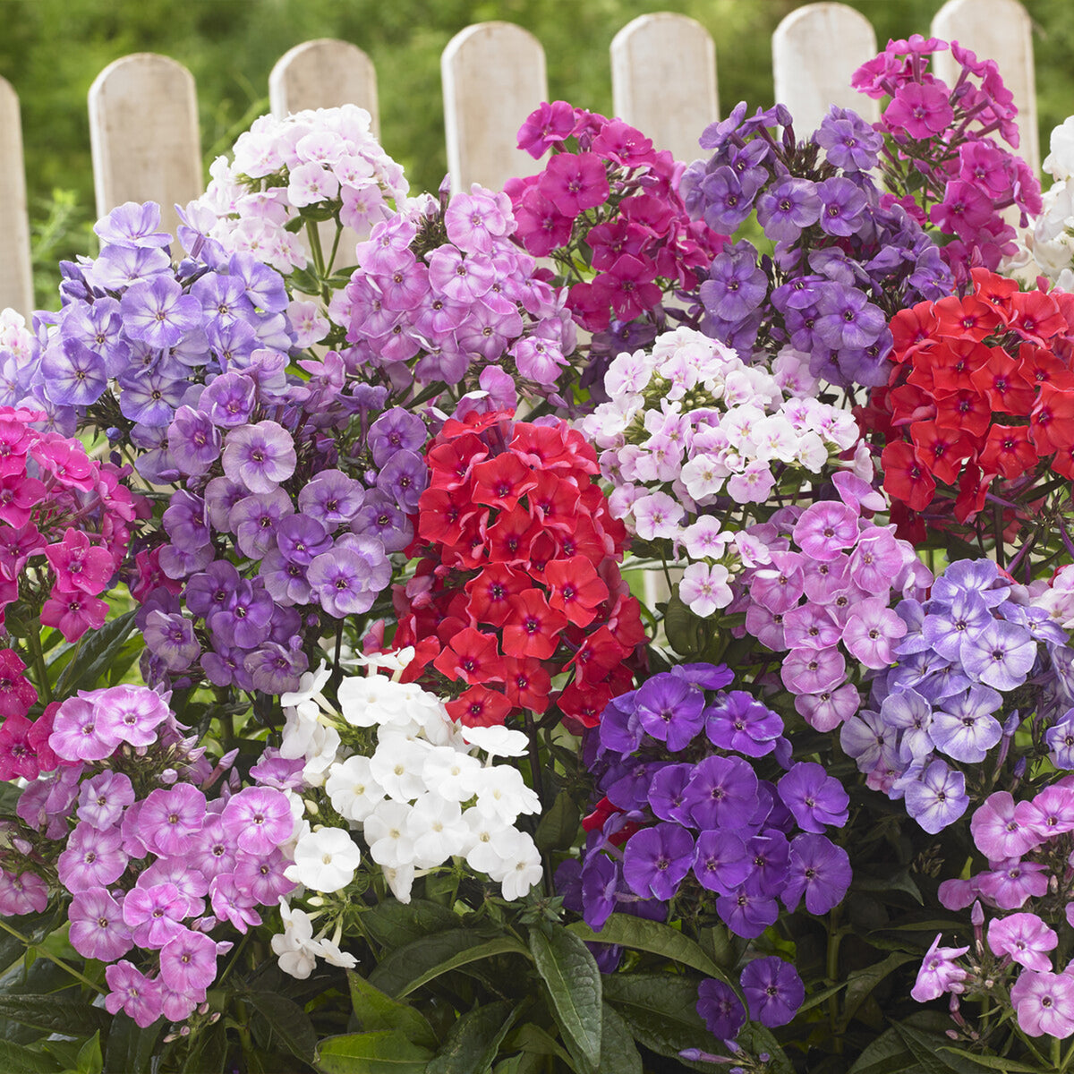 Flammenblumen Mischung (x5) - Willemse