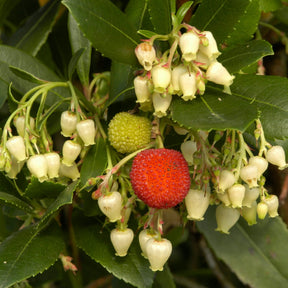 Arbutus unedo - Erdbeerbaum - Immergrüne Sträucher