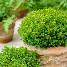 Strauch-Ehrenpreis ‘Emerald Green’ - Willemse