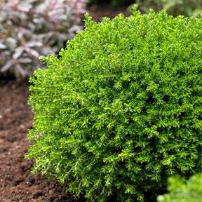Strauch-Ehrenpreis ‘Emerald Green’ - Hebe Emerald Green - Willemse