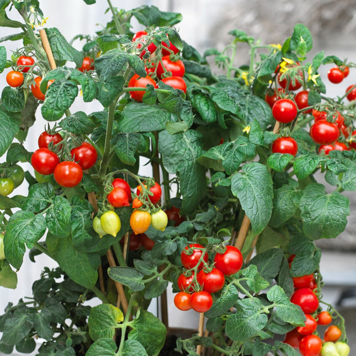 Cherrytomate ‘Heartbreaker Vita’ F1