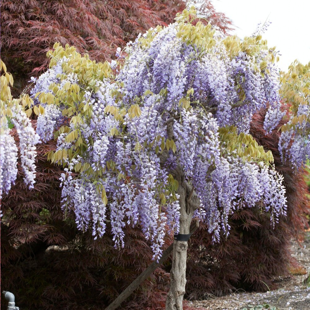 Chinesischer Blauregen auf Stamm - Wisteria sinensis - Willemse