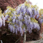 Chinesischer Blauregen auf Stamm - Wisteria sinensis - Willemse