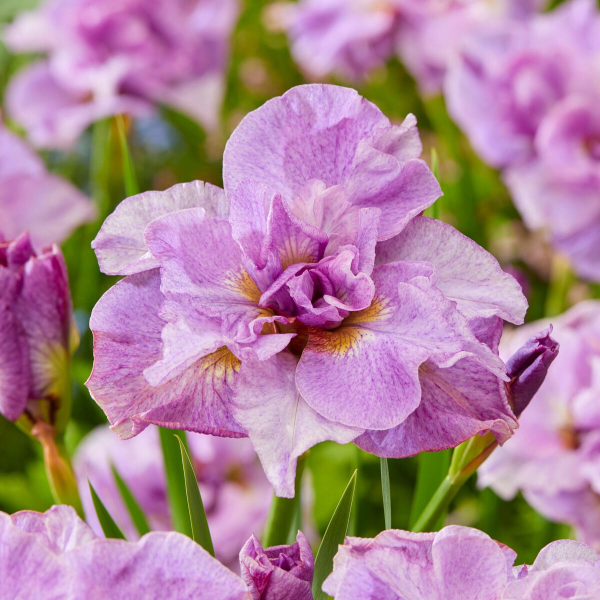 Sibirische Schwertlilie Pink Parfait (x2) - Iris sibirica Pink Parfait - Willemse