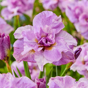 Iris sibirica Double Standard,  Concord Crush,  Pink Parfait - Sibirische Schwertlilien Mischung - Iris sibirica - Sibirische Schwertlilie
