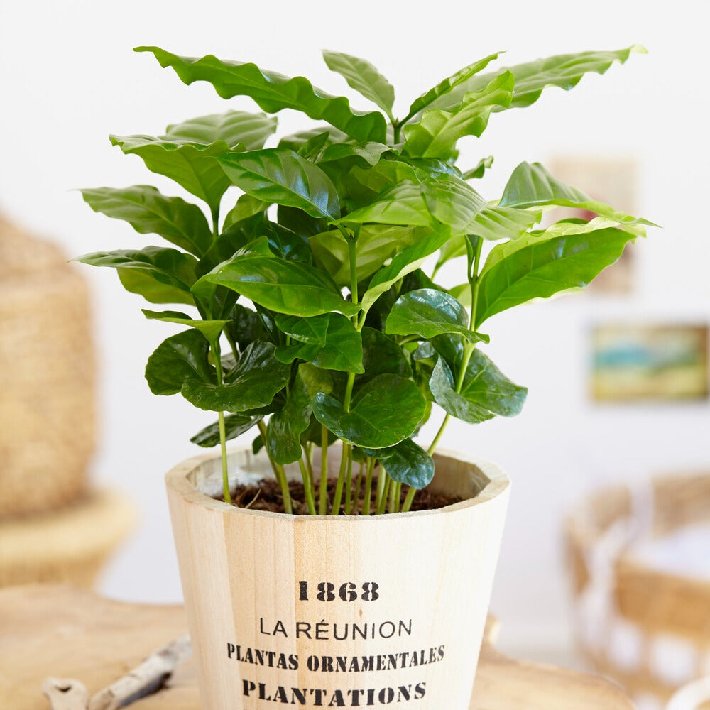 Kaffeepflanze Coffea - Coffea arabica - Willemse