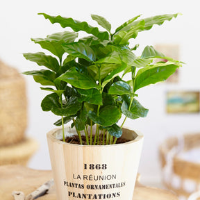 Kaffeepflanze Coffea - Coffea arabica - Willemse