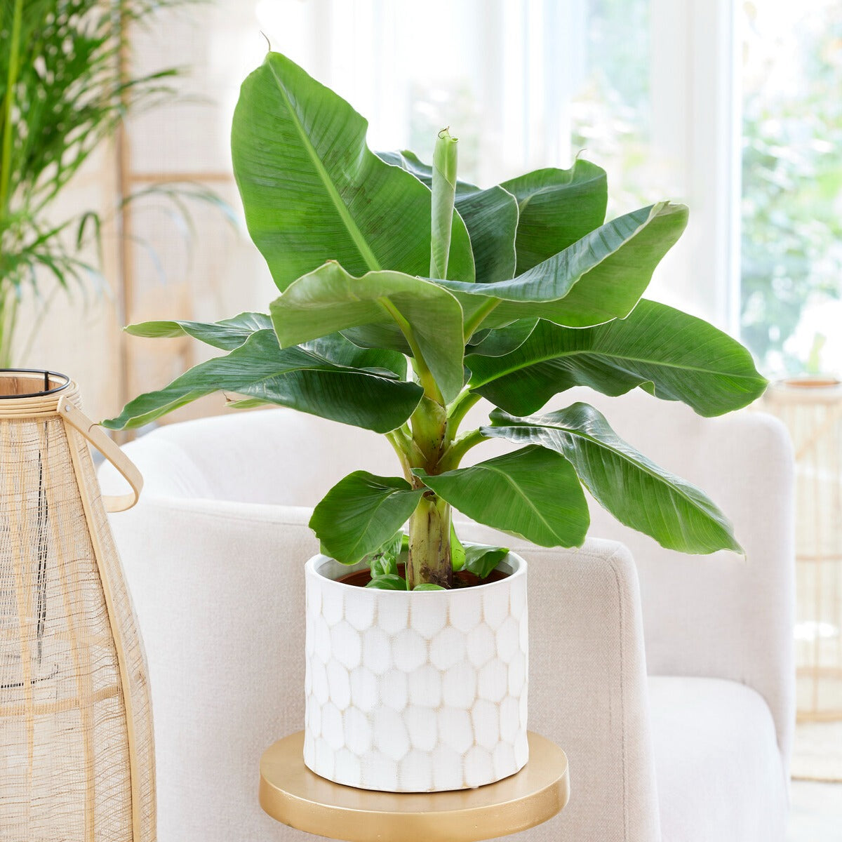 Bananenpflanze 'Oriental Dwarf'