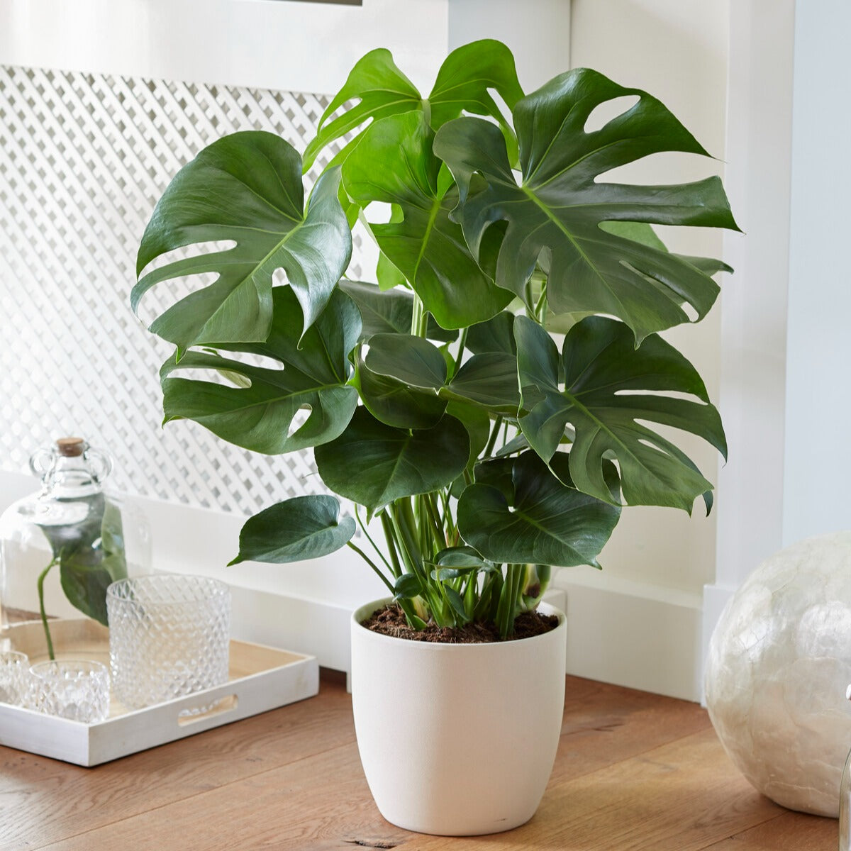 Fensterblatt Monstera deliciosa - Monstera deliciosa - Lochpflanze - Monstera