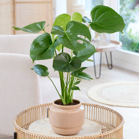 Monstera deliciosa - Monstera deliciosa - Willemse