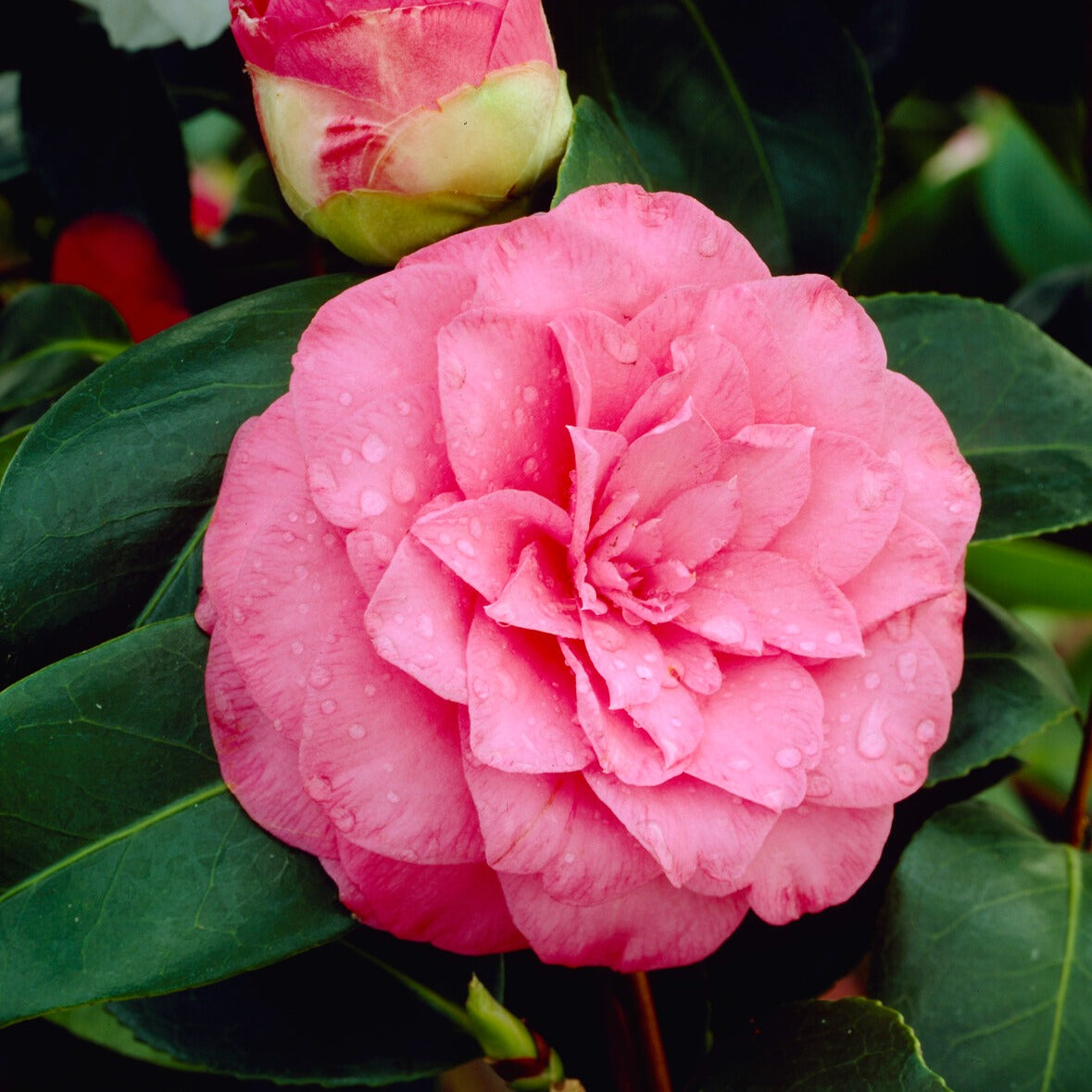 Verkauf Japanische Kamelie rosa - Camellia Mathotiana rosea