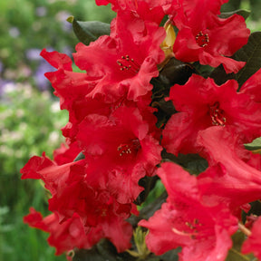 Rhododendron Baden Baden - Zwerg Alpenrose Baden-Baden - Rhododendron