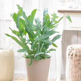 Blaufarn 'Blue Star' - Phlebodium blue star - Zimmerpflanzen