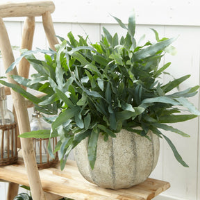 Phlebodium blue star - Blaufarn 'Blue Star' - Zimmerpflanzen