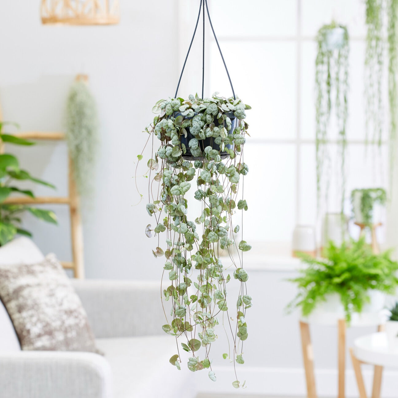 Leuchterblume - Willemse