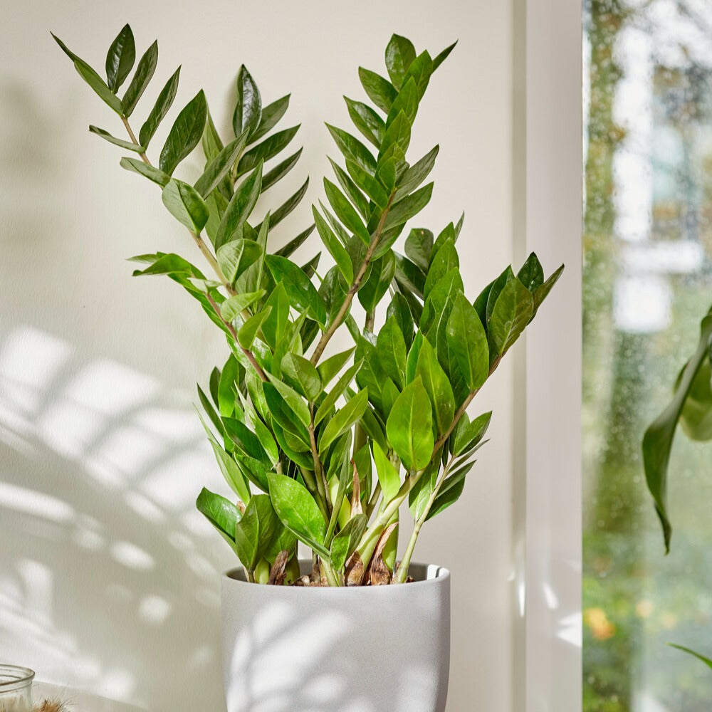 Verkauf Glücksfeder