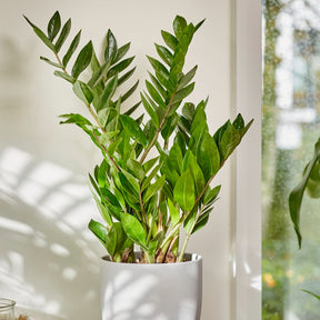 Verkauf Glücksfeder