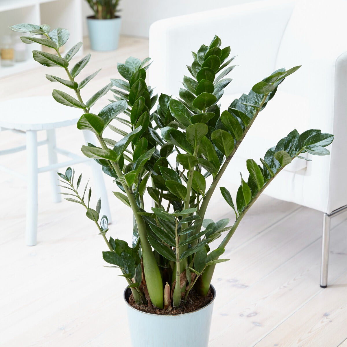 Zamioculcas zamiifolia - Glücksfeder - Zimmerpalmen