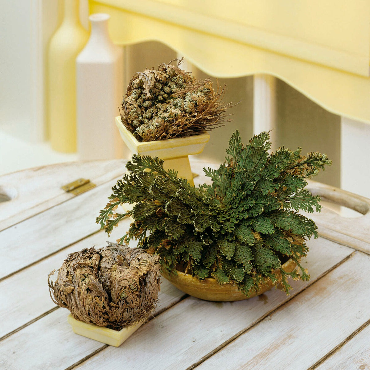 Rose von Jericho - Selaginella lepidophylla - Willemse