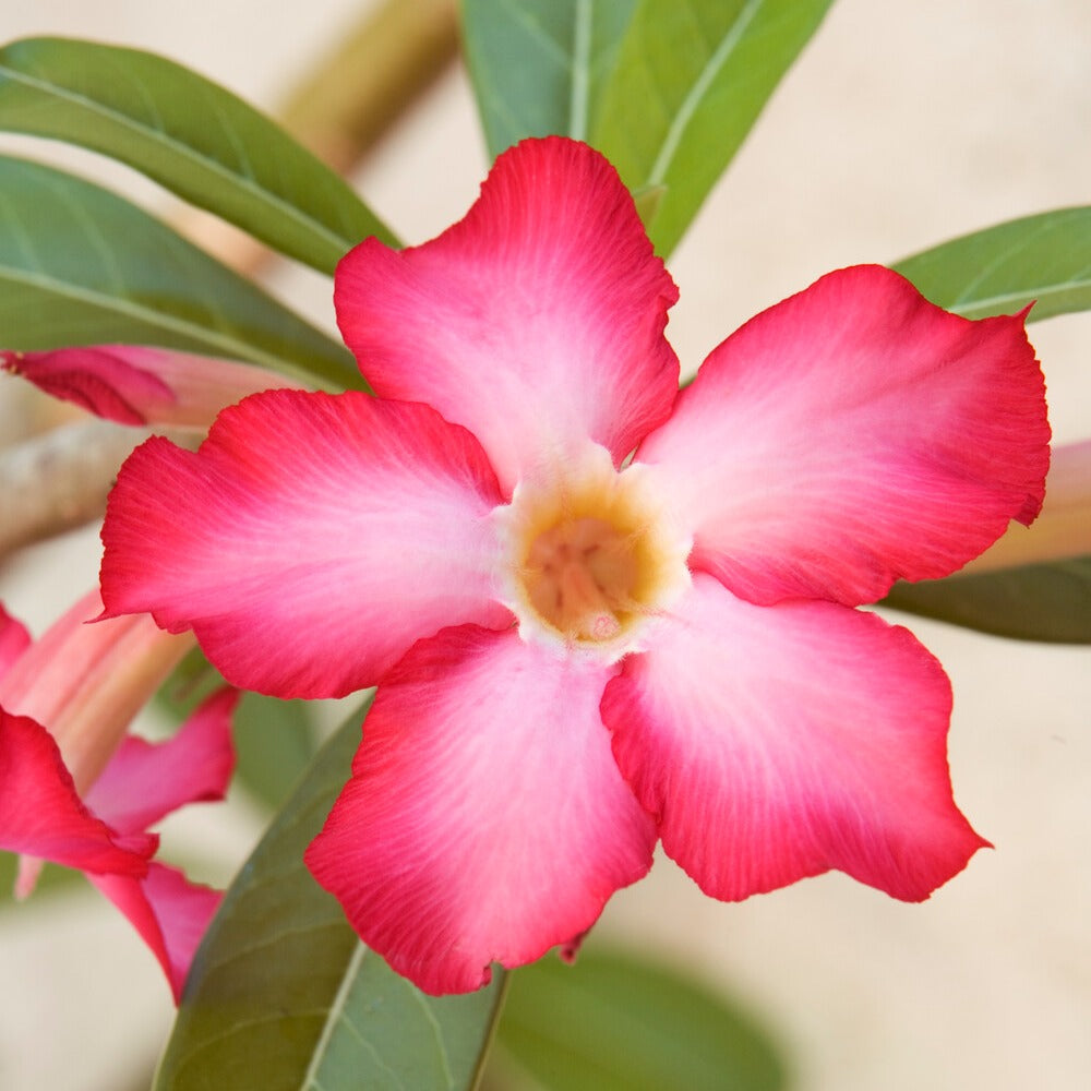 Wüstenrose in weißem Blumentopf - Adenium obesum - Willemse