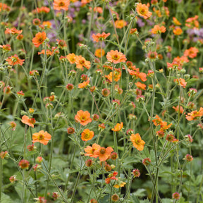 Nelkenwurz ‘Totally Tangerine’ - Willemse