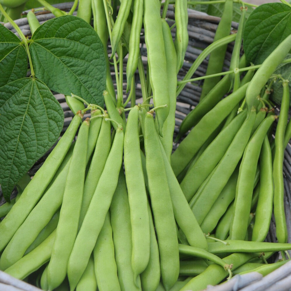 Stammschnittbohne Artemis - Willemse