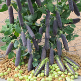 Zwergerbse Désirée