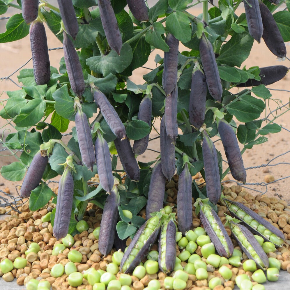 Zwergerbse Désirée