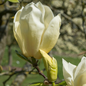 Magnolie Yellow Lantern - Willemse