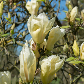 Magnolia Yellow Lantern - Magnolie Yellow Lantern - Magnolien