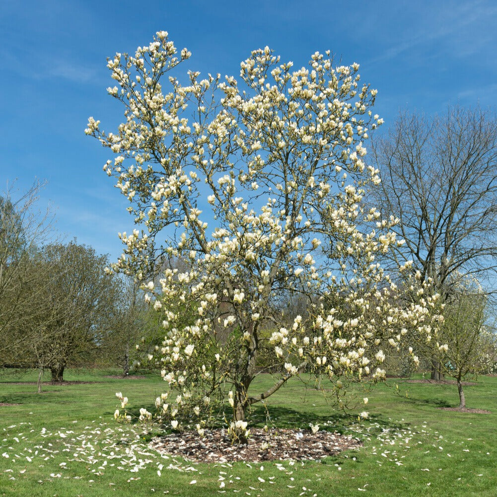 Magnolien - Magnolie Yellow Lantern - Magnolia Yellow Lantern
