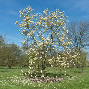 Magnolien - Magnolie Yellow Lantern - Magnolia Yellow Lantern