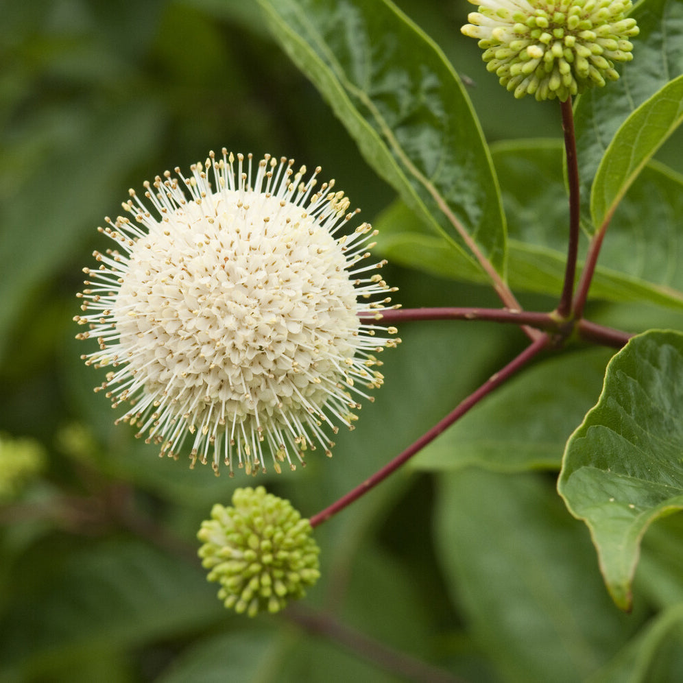 Cephalanthus auf einem Stamm mit Duftblüten
