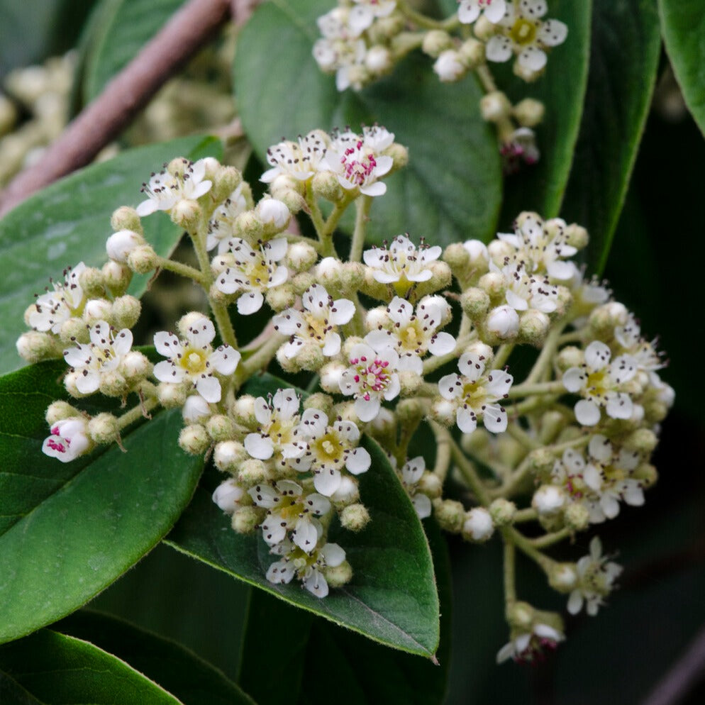 Späte Zwergmispel - Cotoneaster lacteus - Willemse