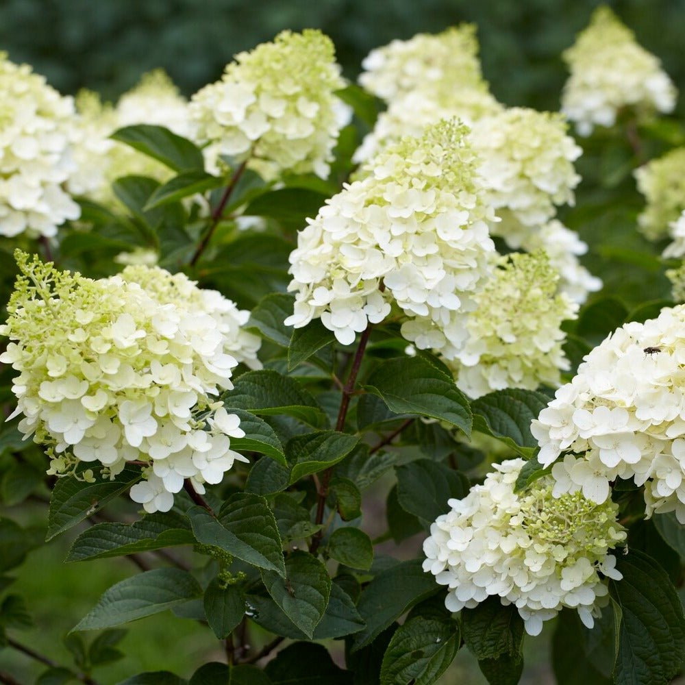 Rispenhortensie 'Silver Dollar' - Willemse