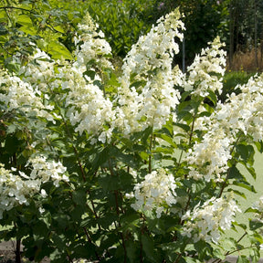 Rispenhortensie Pink Lady - Hydrangea paniculata pink lady - Willemse