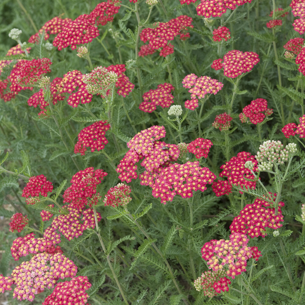 Achillea millefolium Cerise Queen - Schafgarbe Kirsche Königin - Blühende Stauden