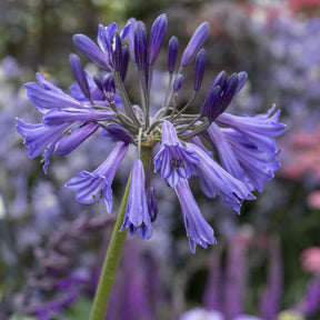 Schmucklilie Black Pantha - Agapanthus Black Pantha - Willemse