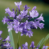 Schmucklilie Blue Triumphator - Willemse