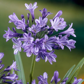 Schmucklilie Blue Triumphator - Willemse