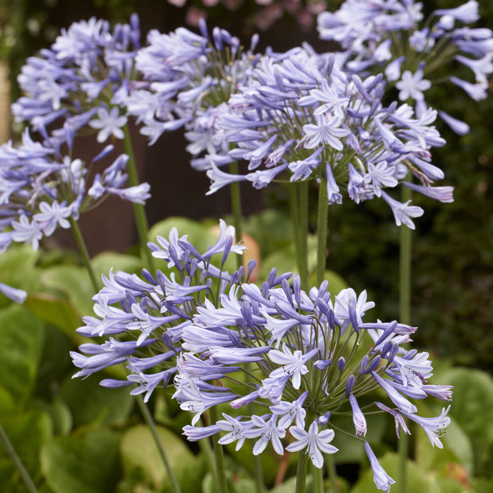 Agapanthus Doctor Brouwer - Willemse