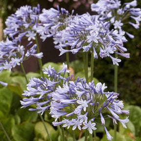 Agapanthus Doctor Brouwer - Willemse