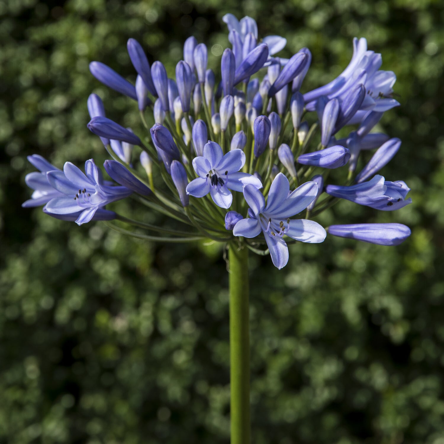 Agapanthus Doctor Brouwer - Agapanthus x africanus Doctor Brouwer - Willemse