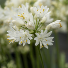 Schmucklilie ‘Double Diamond’ - Willemse